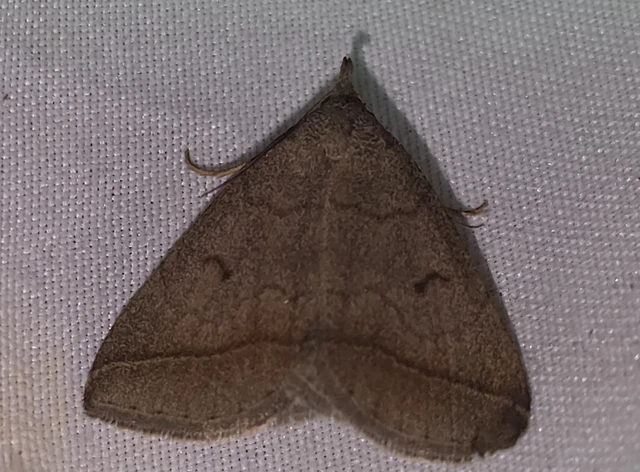 Zanclognatha lunalis - pelyheslábú karcsúbagoly