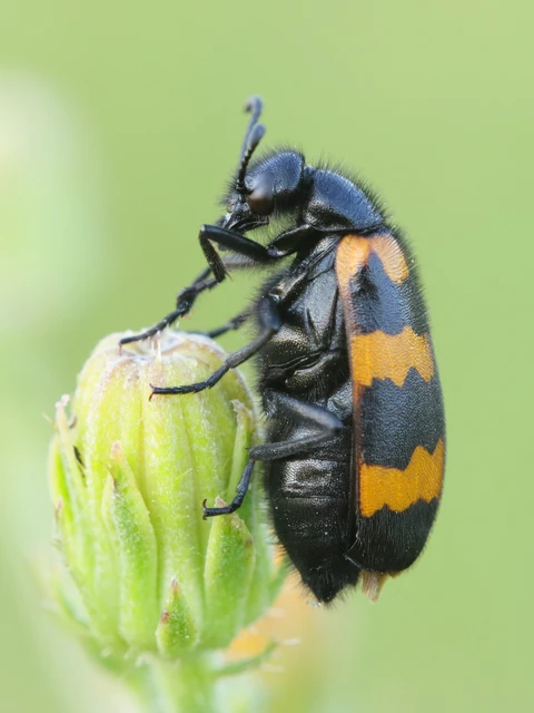Mylabris variabilis - szalagos hólyaghúzó