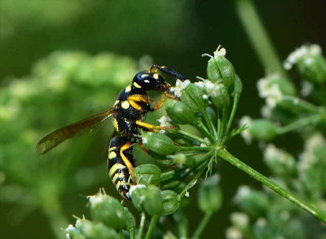 Hymenoptera - Hártyásszárnyúak