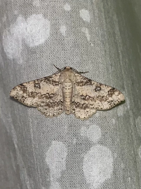Ascotis selenaria - holdas faaraszoló