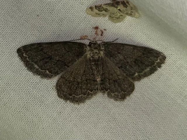 Ectropis crepuscularia - avararaszoló