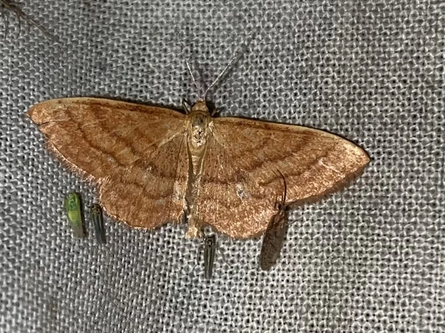 Idaea ochrata - okkerszínű sávosaraszoló