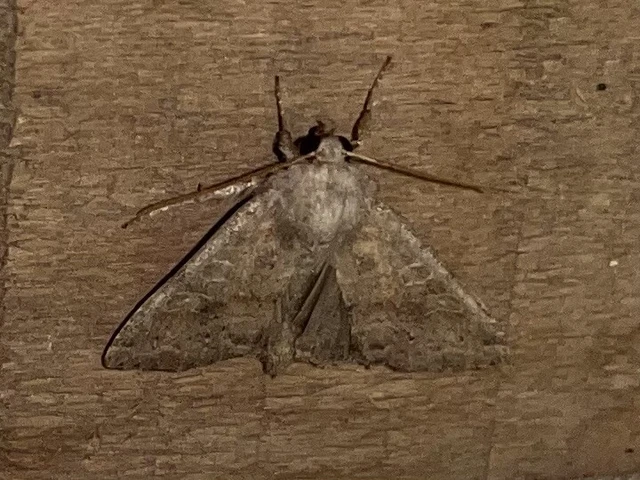 Parastichtis suspecta - sötét erdeibagoly