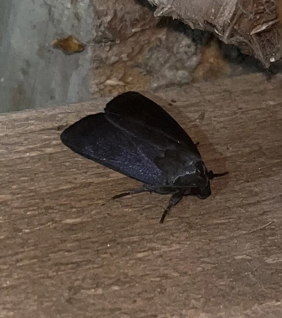 Amphipyra livida - zsírfényű bagoly