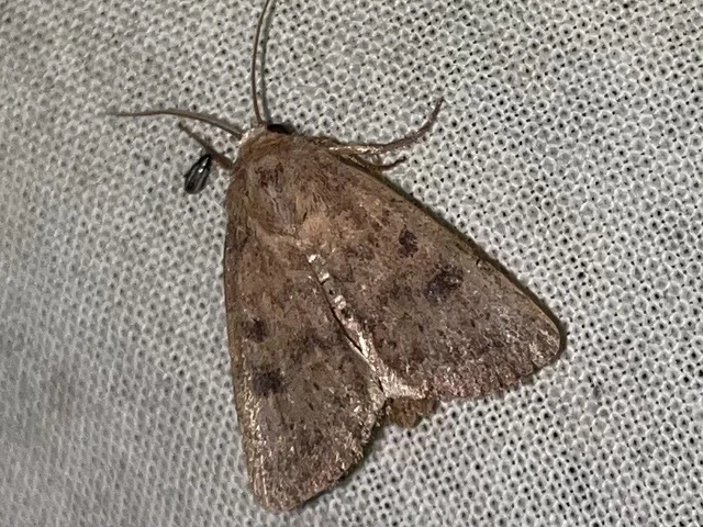 Hoplodrina octogenaria - barna selymesbagoly