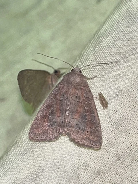 Parastichtis suspecta - sötét erdeibagoly