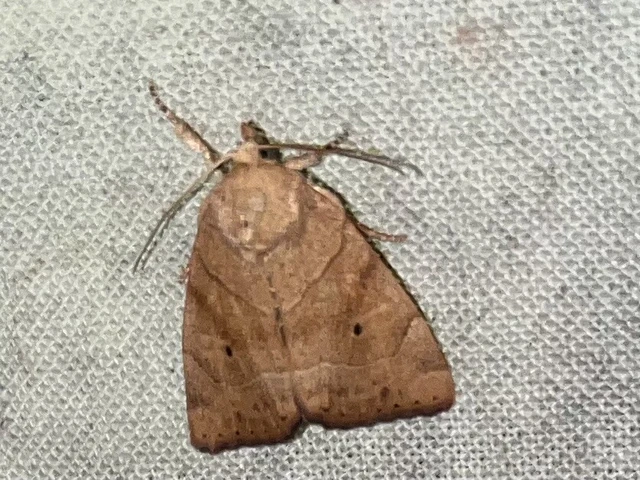 Cosmia trapezina - közönséges lombbagoly