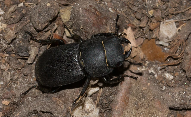 Dorcus parallelipipedus - kis szarvasbogár