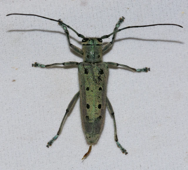 Saperda octopunctata - nyolcpontos cincér