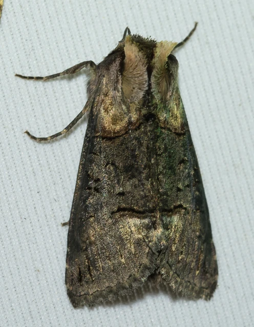 Abrostola
