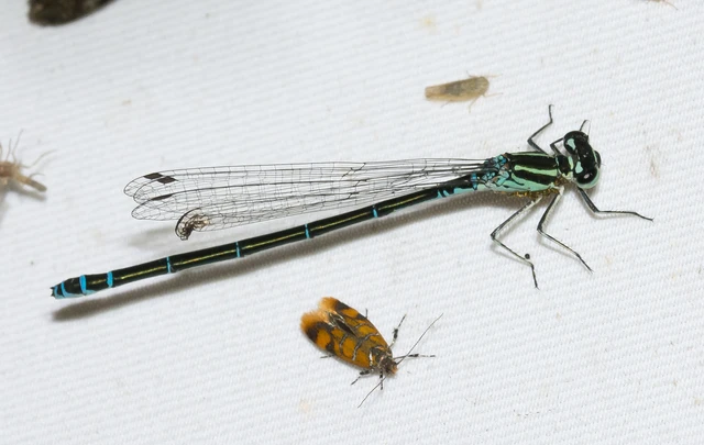 Coenagrion puella - azúrkék légivadász