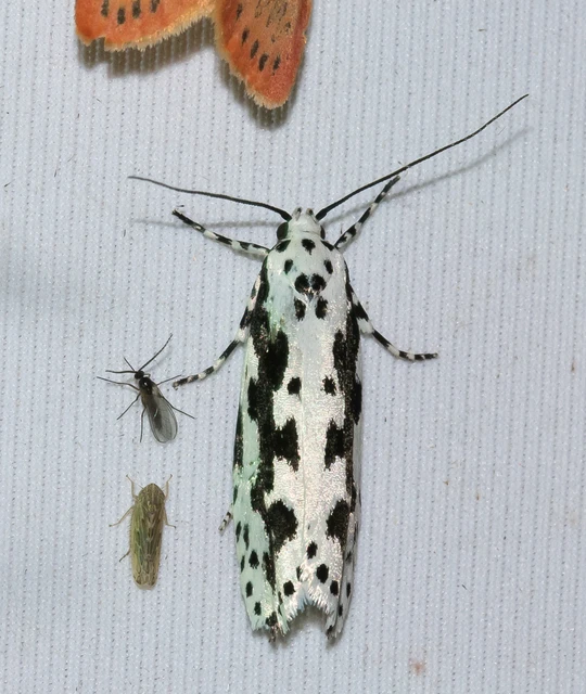 Ethmia