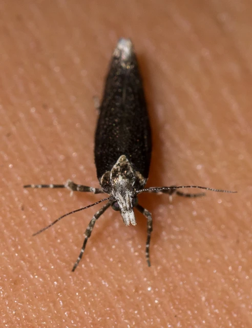 Ypsolopha sequella - ligeti tarkamoly