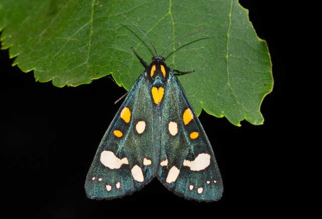 Callimorpha dominula - fémes medvelepke