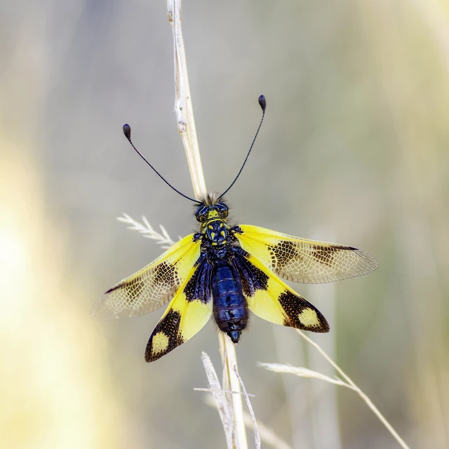 Libelloides macaronius - keleti rablópille