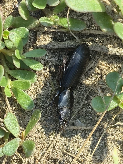 Scarites terricola - vájárfutó