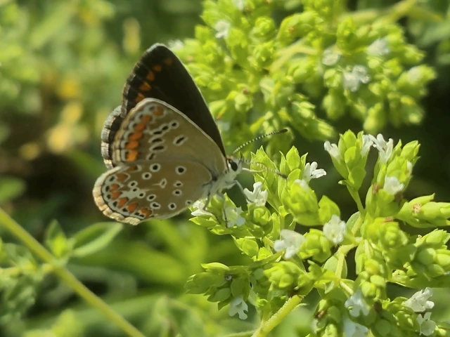 Aricia agestis - szerecsenboglárka