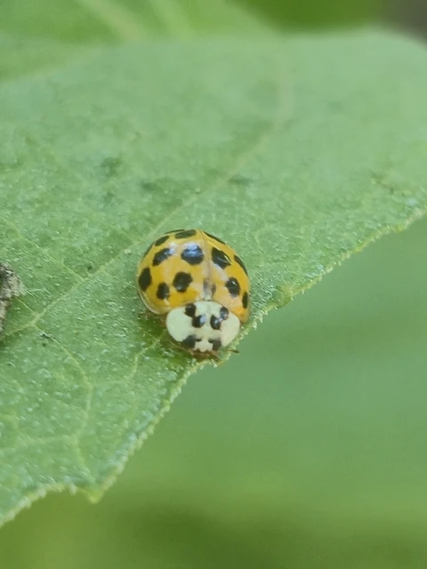 Harmonia axyridis - harlekinkatica