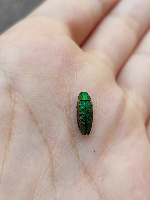 Lamprodila