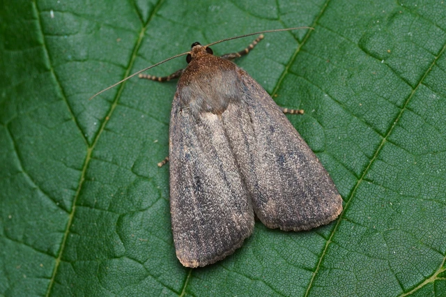 Amphipyra livida - zsírfényű bagoly