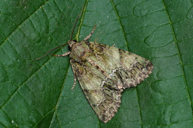 Polyphaenis sericata - selyemfényű erdeibagoly