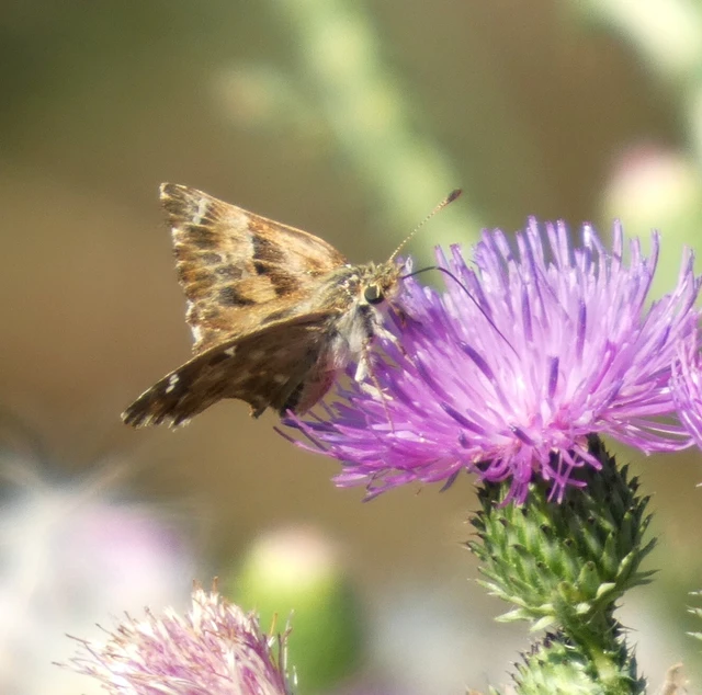 Carcharodus alceae - mályva-busalepke