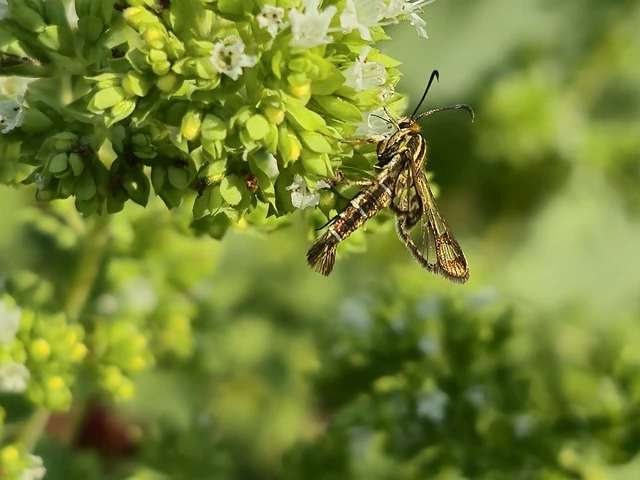 Sesiidae - szitkárfélék