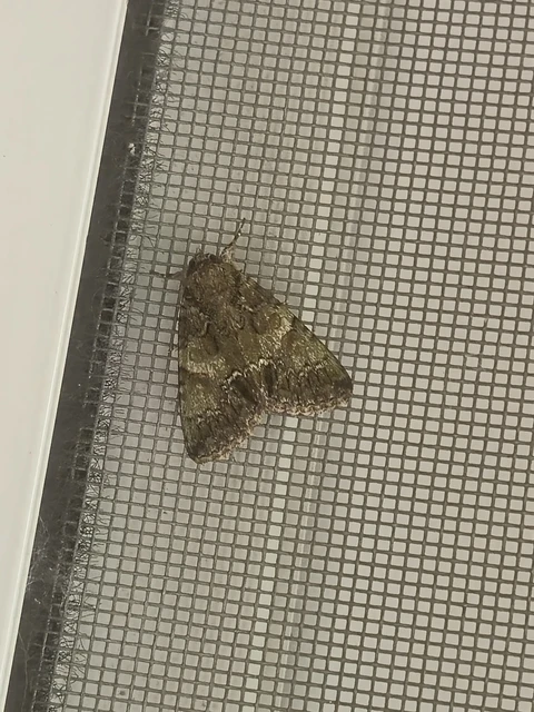 Polyphaenis sericata - selyemfényű erdeibagoly