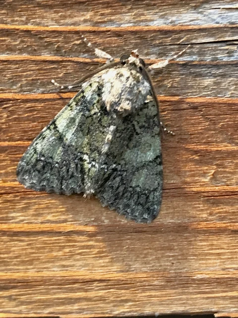 Polyphaenis sericata - selyemfényű erdeibagoly