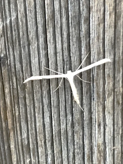 Emmelina monodactyla/argoteles