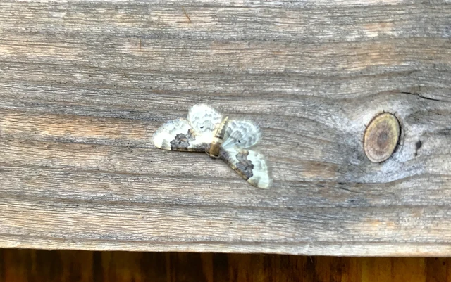 Idaea rusticata - tarka apróaraszoló