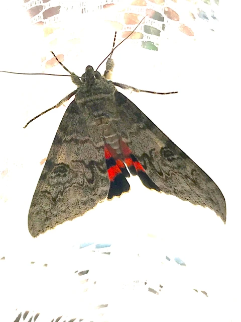 Catocala nupta - piros övesbagoly