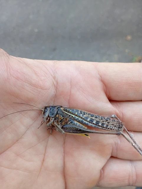 Decticus verrucivorus - szemölcsevő szöcske Decticus verrucivorus - szemölcsevő szöcske