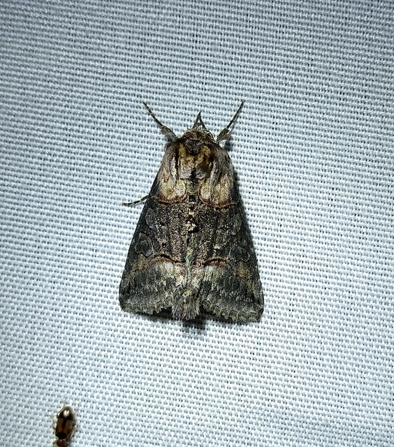 Abrostola agnorista - sziklalakó csalánbagoly