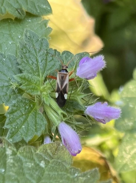 Adelphocoris reichelii