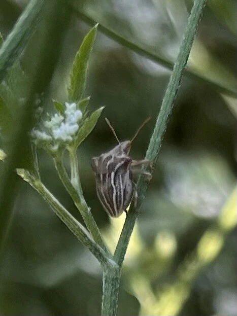 Ancyrosoma leucogrammes - vállas poloska Ancyrosoma leucogrammes - vállas poloska