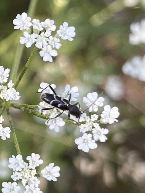 Chlorophorus sartor - feketevállú darázscincér