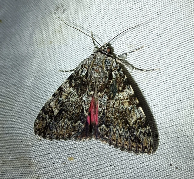 Catocala promissa - kis tölgyfa-övesbagoly