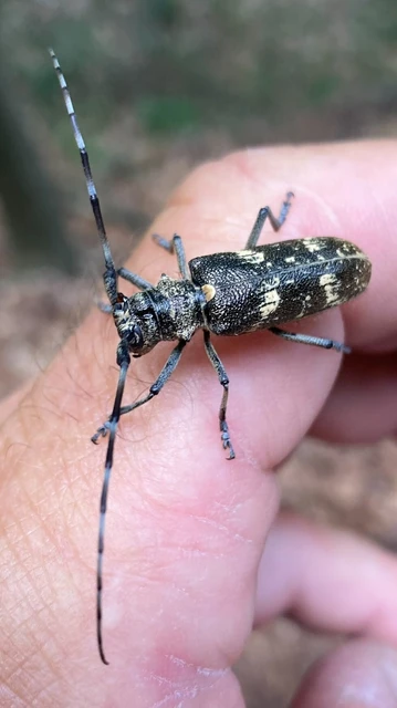 Monochamus galloprovincialis pistor - foltos fenyvescincér