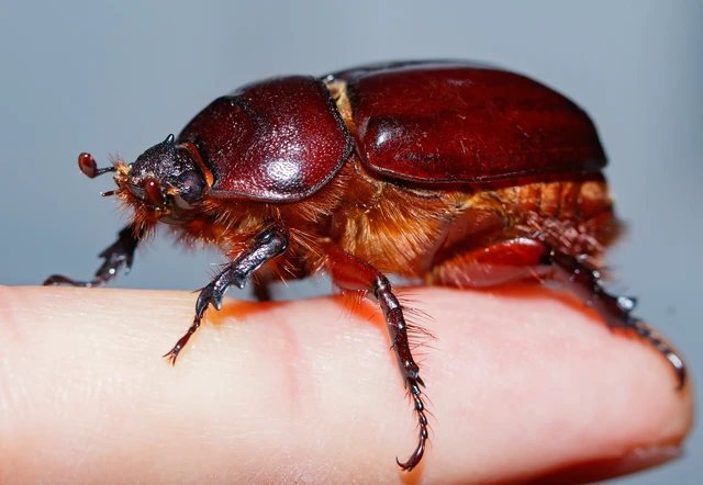 Oryctes nasicornis - orrszarvú bogár