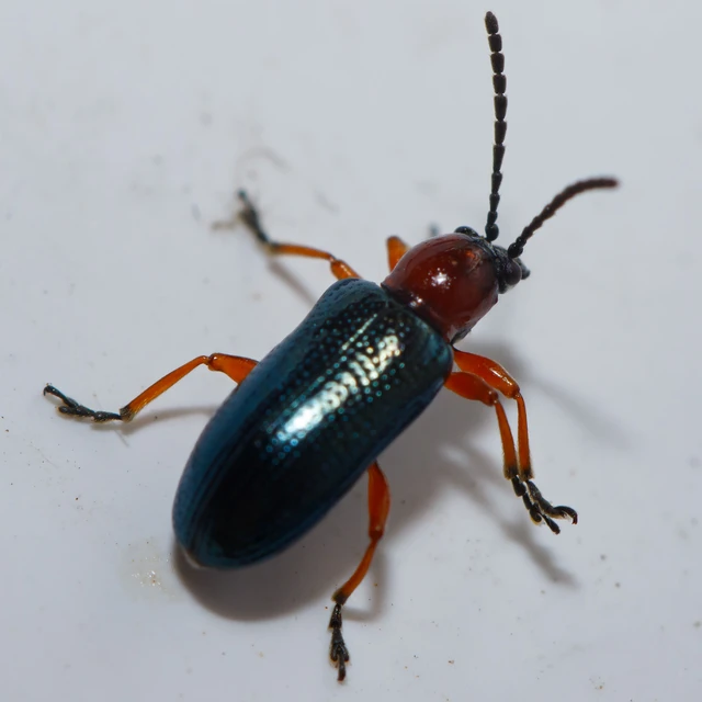 Oulema melanopus/duftschmidi