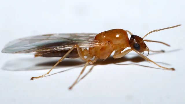 Colobopsis truncata - kapushangya