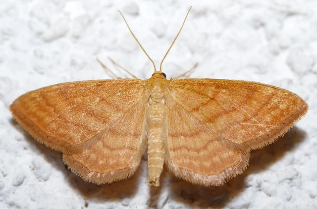 Idaea ochrata - okkerszínű sávosaraszoló