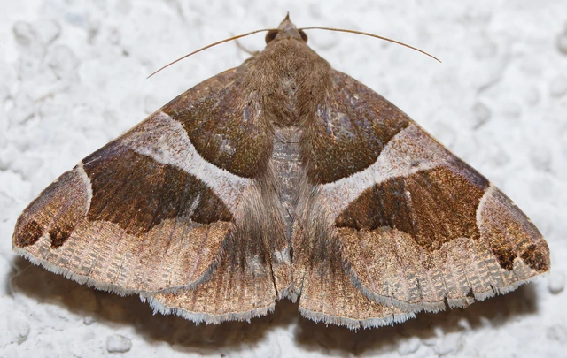 Dysgonia algira - déli porcelánbagoly