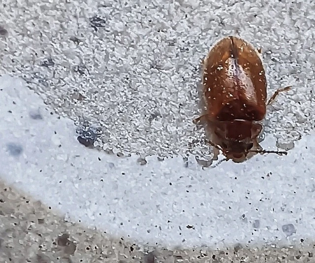 Scirtidae - rétbogárfélék