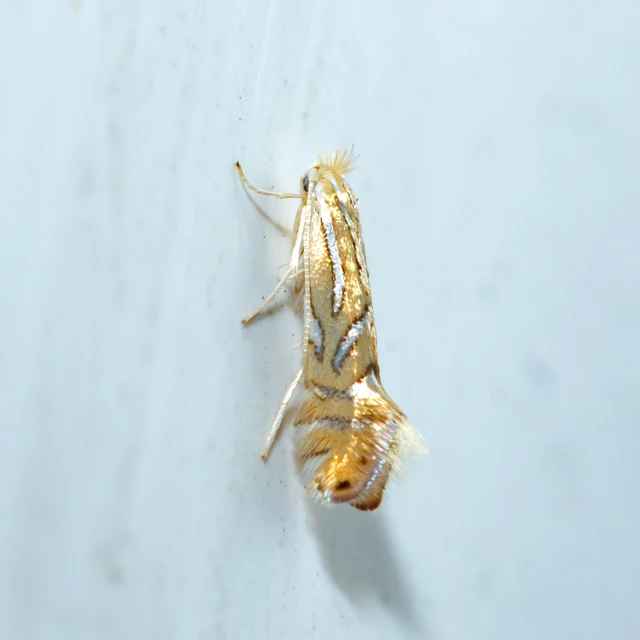 Phyllonorycter platani - platánlevél-sátorosmoly