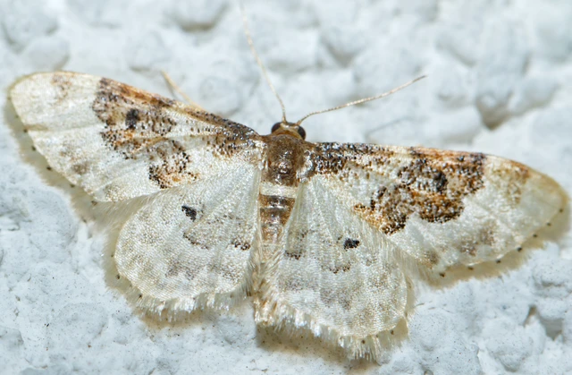 Idaea rusticata - tarka apróaraszoló