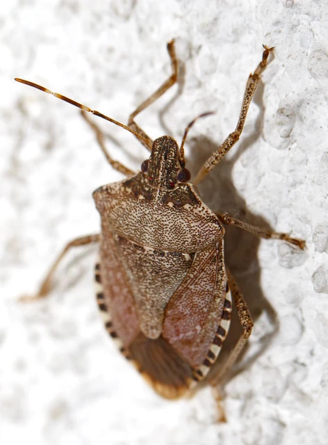 Halyomorpha halys - ázsiai márványospoloska Halyomorpha halys - ázsiai márványospoloska