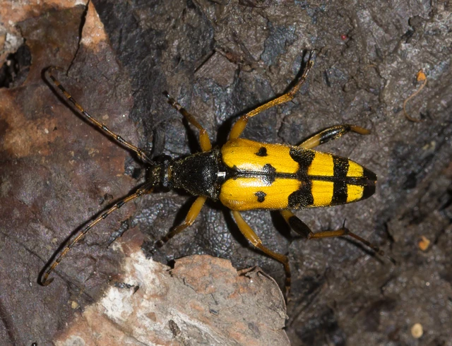 Rutpela maculata - tarkacsápú karcsúcincér Rutpela maculata - tarkacsápú karcsúcincér