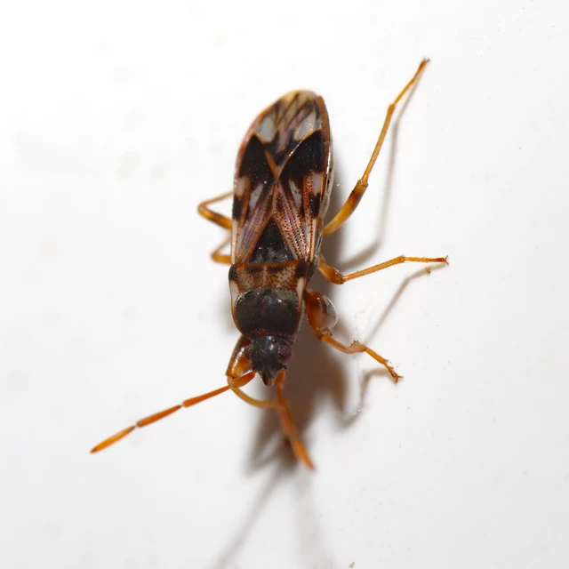 Scolopostethus Scolopostethus
